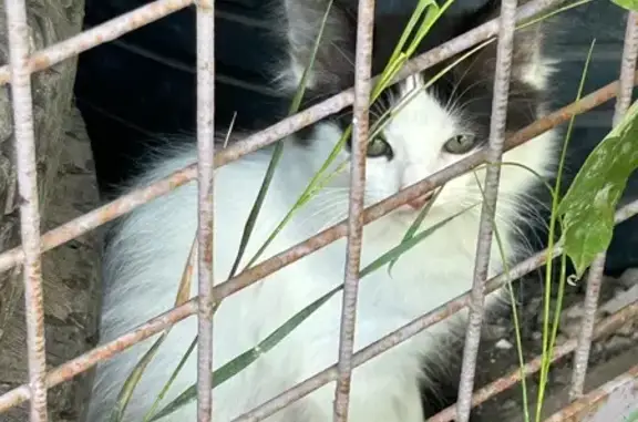 Найдена кошка, Самара, фото: Кошка найдена: 6-я Радиальная, 66А, Самара