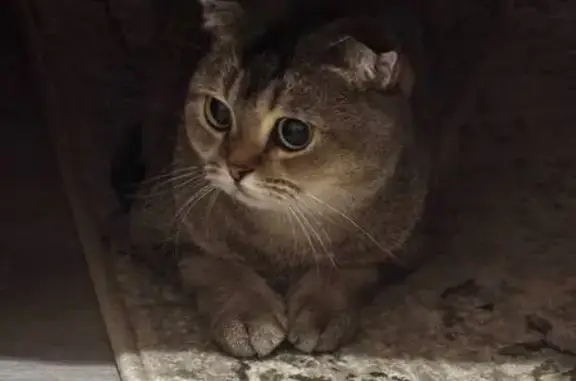 Кошки потеряшки, Краснодар, фото: Потеряшка кошка на Рахманинова, 31, Краснодар