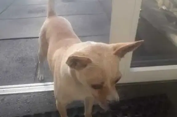 Собака найдена: ул. Красных Партизан, Краснодар