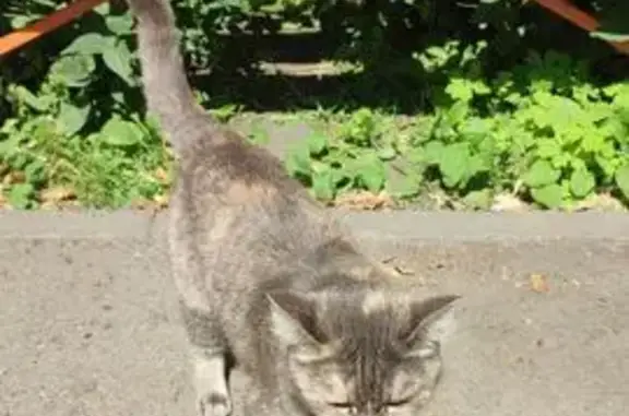 Кошка найдена, Космический пр., 97, Омск