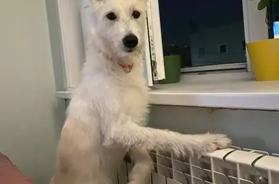 Собаки потеряшки, , фото: Потеряшка собака, ул. Веселова, 10, Тверь