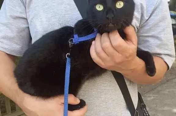 Кошка найдена: Коммунистическая 14, Балахна