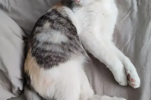 Кошка найдена у Магнита, Петрова 34В