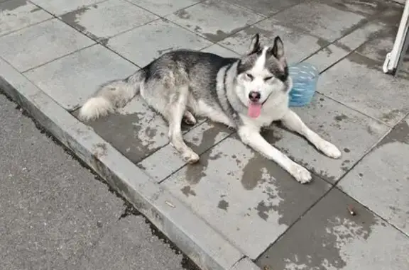 Найдена хаска у Вайлдберриз, Абдуллина 2 к1