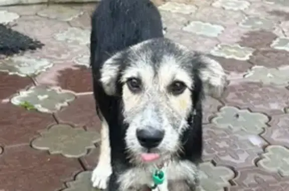 Собака найдена: Рублёвское шоссе, Москва