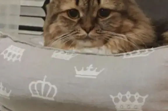 Кошки потеряшки, Липецк, фото: Потеряшка кошка на Гагарина, 91, Липецк