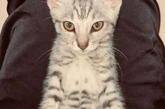 Пропала кошка на ул. Цадасы, 80, Кизилюрт