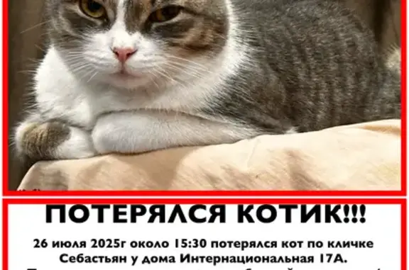 Пропала кошка, Интернациональная 17А, Барнаул