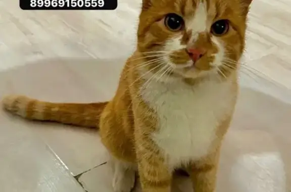 Кошка найдена, Лермонтова 58, Якутск