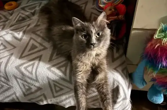 Кошки потеряшки, Ревда, фото: Потеряшка кошка, ул. Жуковского 7, Ревда