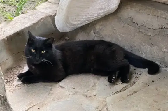 Пропала кошка, Завражная ул., Великий Враг