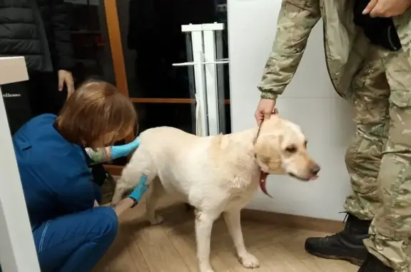 Лабрадор найден, Пермь, Дружбы 118/274