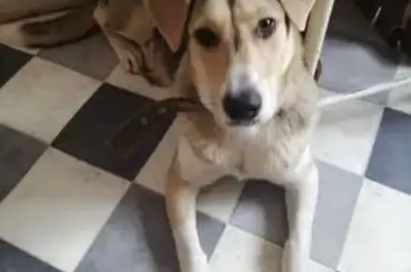 Собаки потеряшки, Тула, фото: Потеряшка собака Майя, Тула, Ленина 135