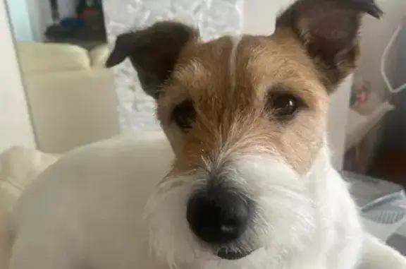 Пропала собака в Самодеде, Архангельская обл. - photo