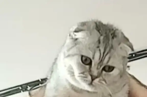 Кошки потеряшки, Новотроицкое, фото: Потеряшка кошка, Центральная ул. 49Б, Новотроицкое