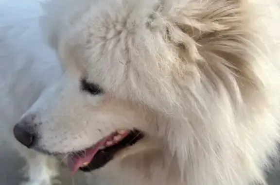 Найдена собака, Кудемское, Таборы - photo