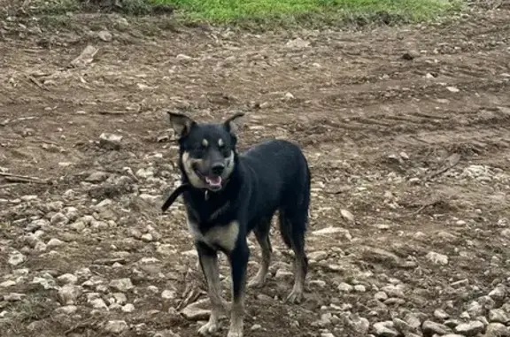 Собака найдена на ул. Щегловская Засека