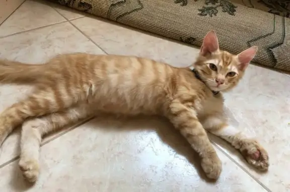 Найдена кошка, Ростов-на-Дону, фото: Котенок найден: Кривошлыковский пер., 1А