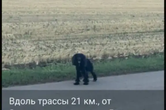 Собака найдена: пер. Боричевского, 3А