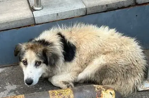 Собака найдена на Володарского, 14, Тула
