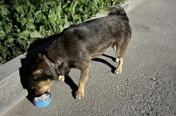 Собака найдена: Источная 44, Томск