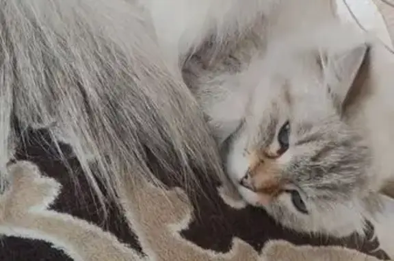 Кошки потеряшки, Томск, фото: Потеряшка кошка, Островского 8, Томск