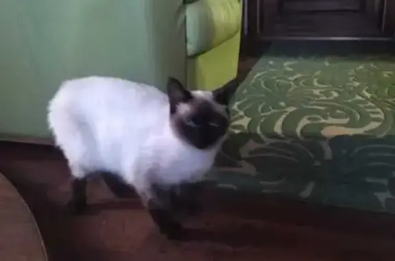 Кошки потеряшки, , фото: Потеряшка кошка, Звёздная ул., Липецк