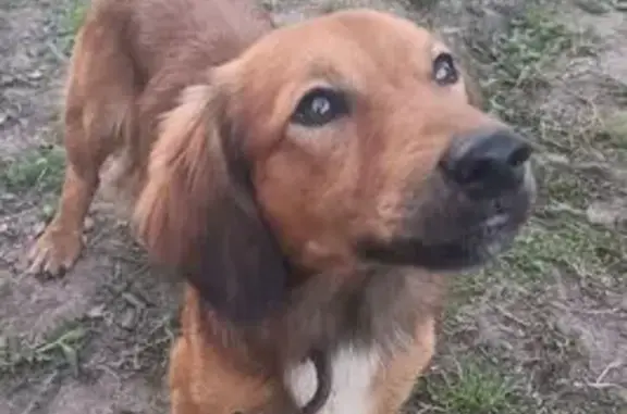 Найдена собака: Нижегородская обл., 22Н-0613