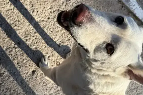 Найдена собака, Орехово-Зуево, фото: Собака найдена: 1-я Транспортная, 15, Орехово-Зуево
