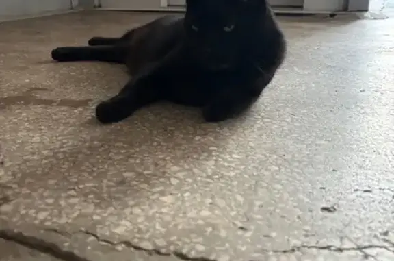 Кошка найдена: ул. Бутлерова, СПб