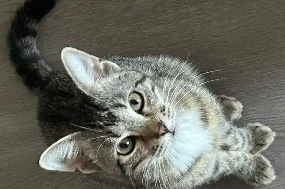 Кошки потеряшки, Мурино, фото: Потеряшка кошка, Лаврики 64 к2, Мурино