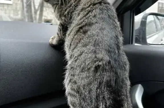 Пропала кошка, Курортная 14, Н. Тагил