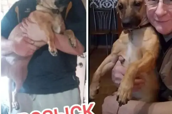 Пропала собака на Мане, Красноярский край