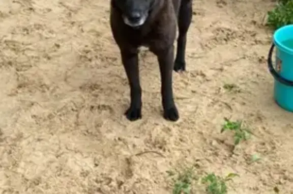 Собаки потеряшки, Ерёмино, фото: Потеряшка собака, Парковая ул. 73/1, Еремино