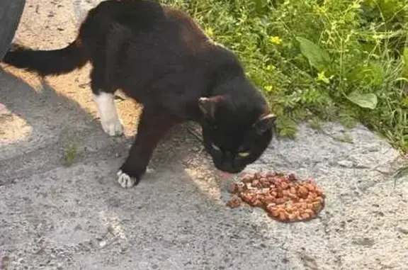 Найдена кошка, Киров, фото: Кот найден: Милицейская 21, Киров