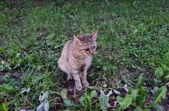 Найдена кошка, Москва, фото: Кошка найдена: набережная Шитова, Москва