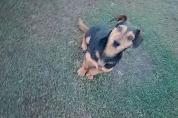 Найдена собака, Челябинская область, фото: Собака найдена в с. Солнце, Челябинская обл.