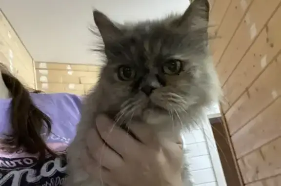 Кошка найдена: ул. Островского, 27, Ижевск