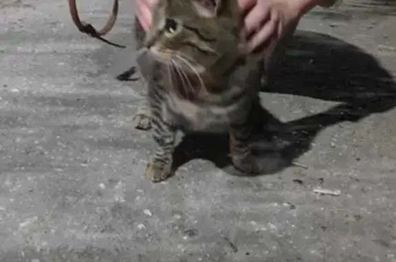 Найдена кошка, Чебоксары, фото: Кошка найдена, ул. Пирогова, Чебоксары