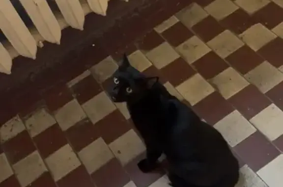 Найдена кошка, Москва, Марьина Роща