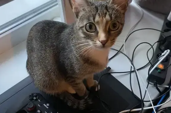 Кошки потеряшки, Москва, фото: Потеряшка кошка, ул. Маршала Катукова, 21