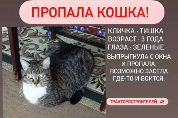 Пропала кошка, Чебоксары, Тракторостроителей 45