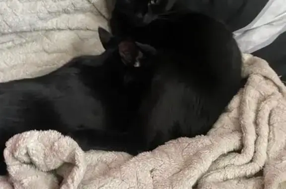 Кошки потеряшки, Коммунар, фото: Потеряшкаи коты, ул. Антропшинская 134