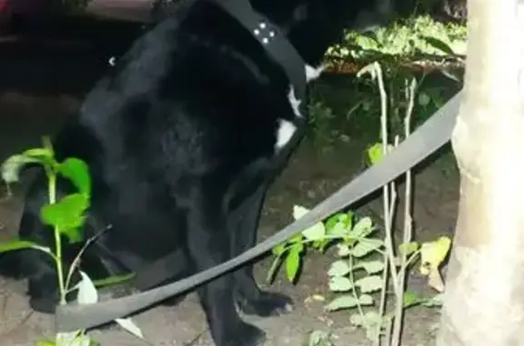 Собака найдена: ул. Строителей, 5 к2