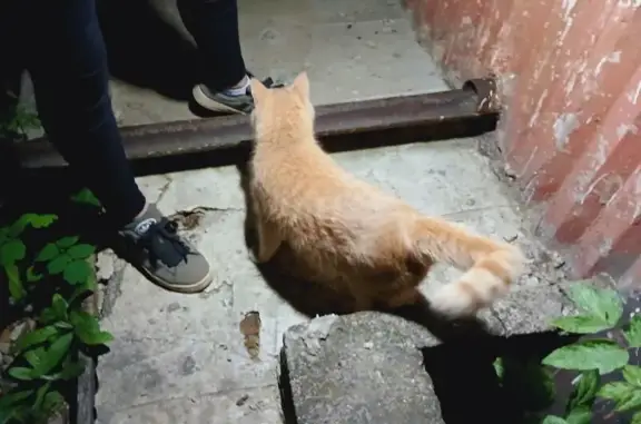 Найдена кошка, ул. Воровского 123, Киров