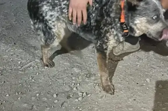 Найдена собака, , фото: Слепая собака найдена на Якимовской ул.