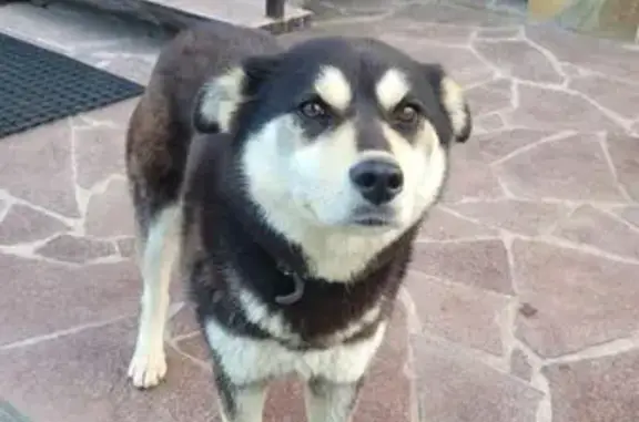 Найдена собака, Нижний Услон, фото: Собака найдена: ул. Карла Маркса, 9, Н. Услон