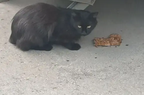 Кошка у Храма, Строительная 31, Видное