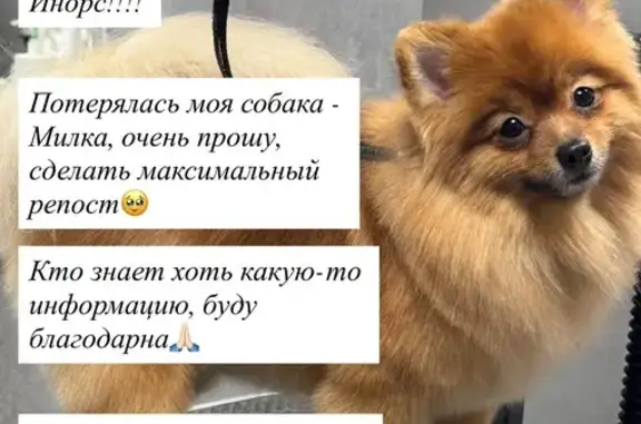 Пропала собака, ул. Мушникова 13/2, Уфа