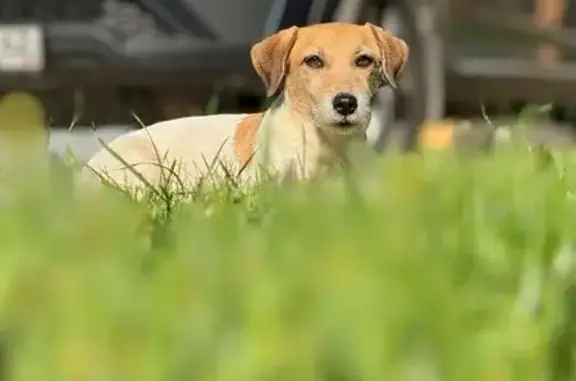 Собаки потеряшки, Рязанская область, фото: Потеряшка собака в Алеканово, Рязань